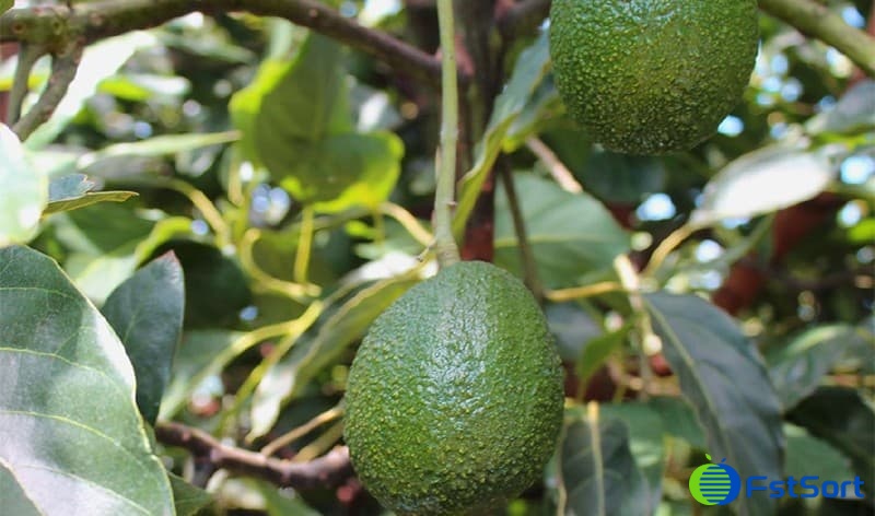 images/1672904948371Aguacate de Kenia1.jpg